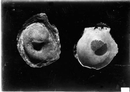 Conchiglie, scavi Patroni 1901